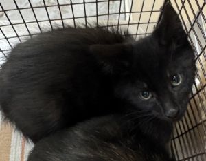 Tico Domestic Short Hair Cat
