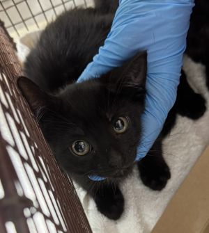 Zodiac Domestic Short Hair Cat