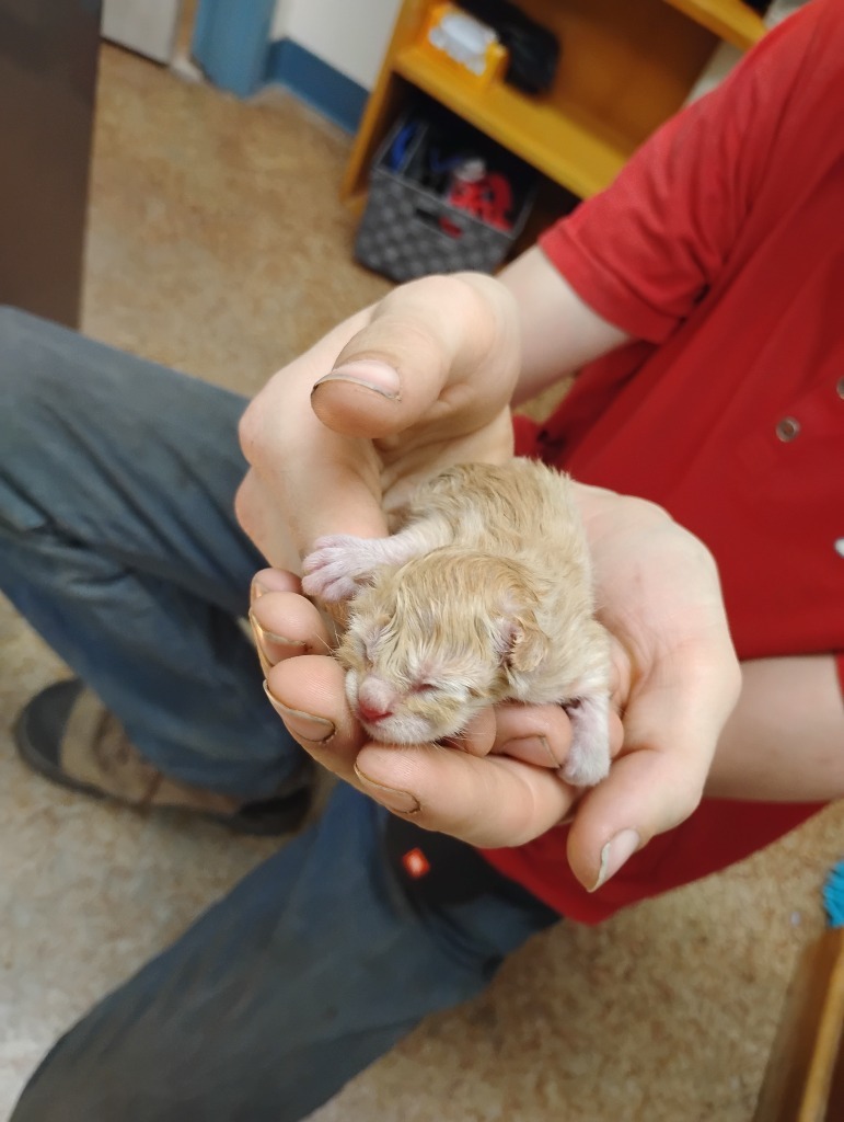 Peanut, an adoptable Domestic Short Hair in Brownwood, TX, 76801 | Photo Image 1