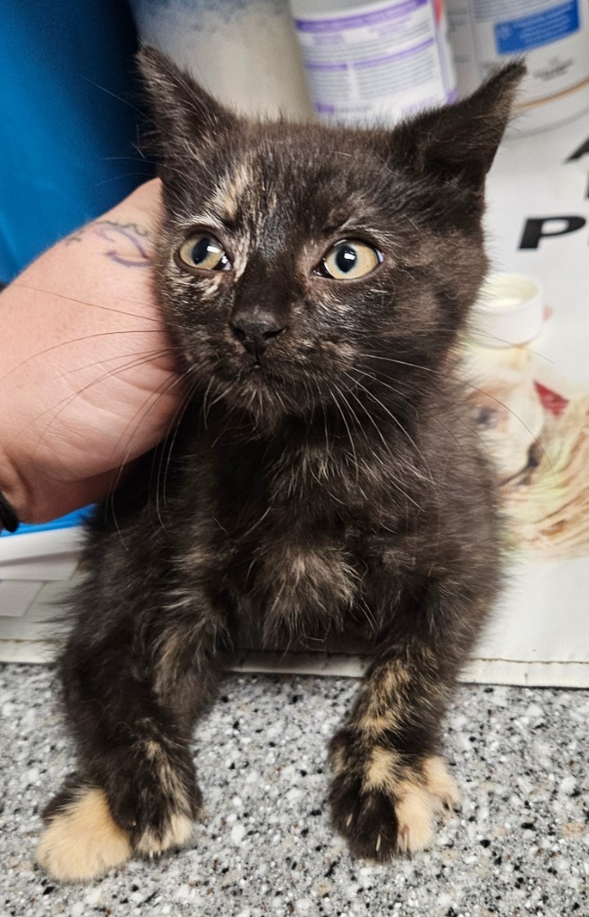 Fair Kitten 1