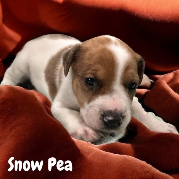 Snow Pea