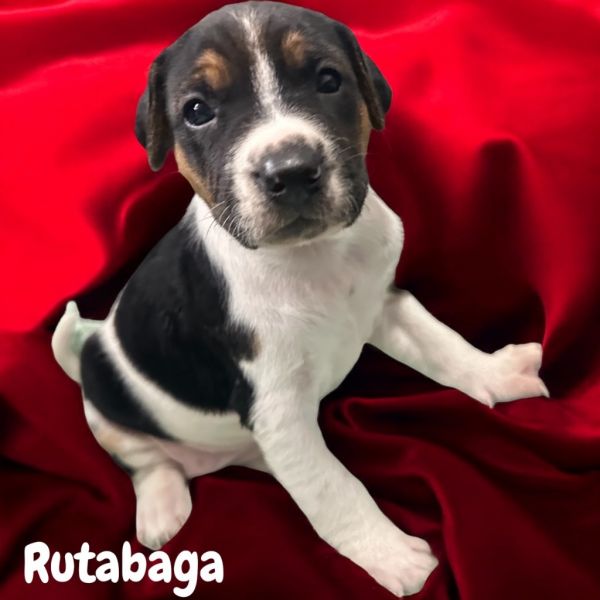 Rutabaga