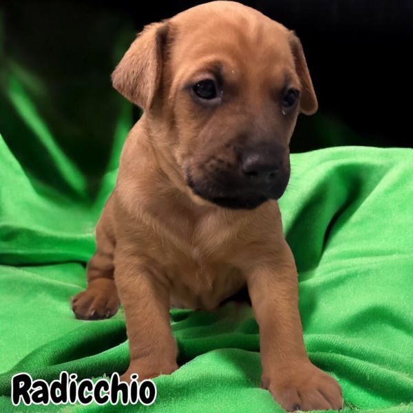 Radicchio