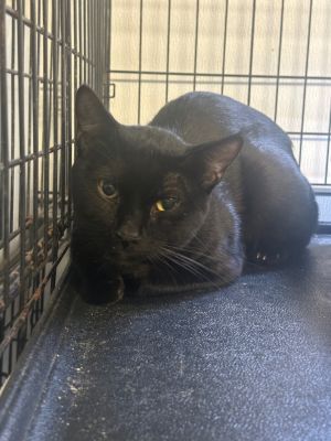 Skimmer, Adult Male Domestic Short Hair