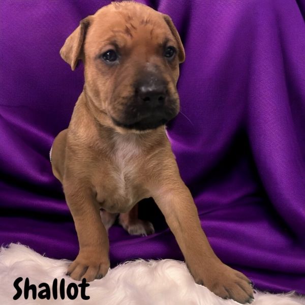 Shallot