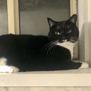 Please visit our website wwwferalfelinefriendsorg to learn more about this feline and to see other
