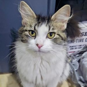 Bubble was rescued from life on the street She literally ran towards her rescuer purring and circli