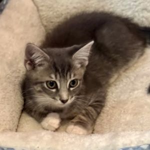 Thyme Tabby Cat