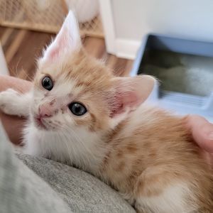 Nah Forbes is all cat Hes a rough and tumble boy that loves to wrestle with his siblings Then ag