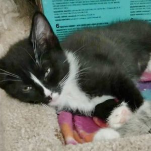 Sylvester is a hilarious kitten who enjoys playing with his littermates Hes always up for an advent