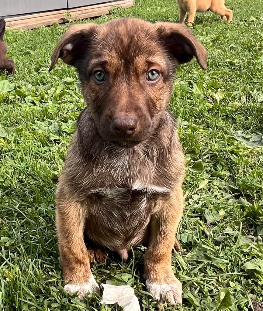 Gus (Brindle)