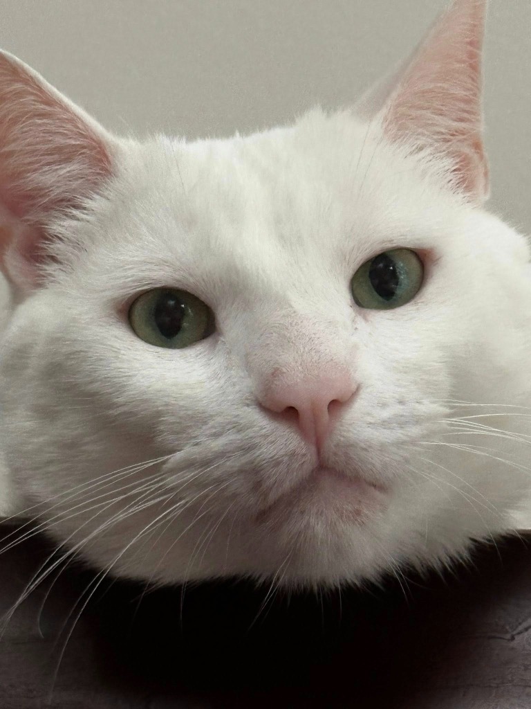 Merlin
