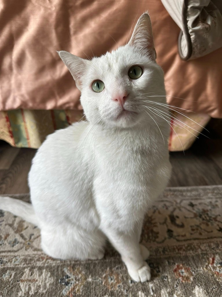 Merlin