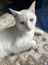 Merlin photo 2