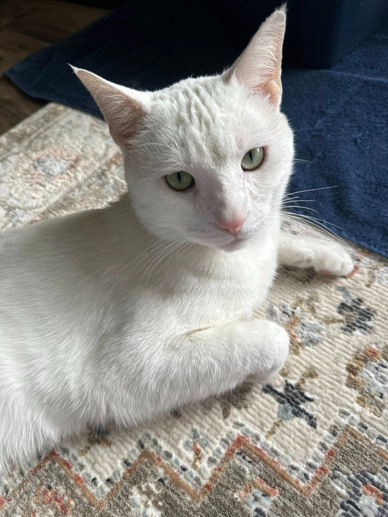 Merlin