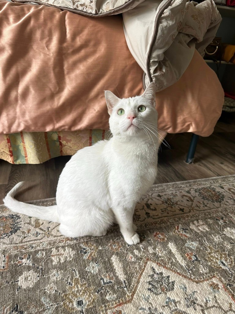 Merlin