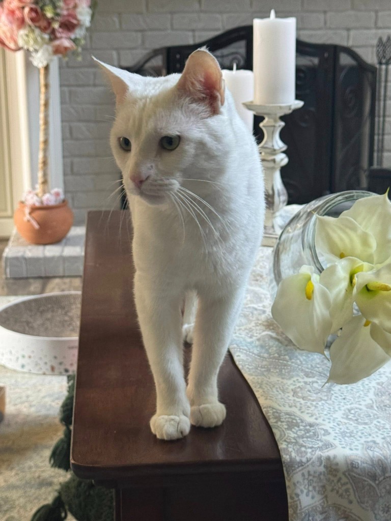 Merlin
