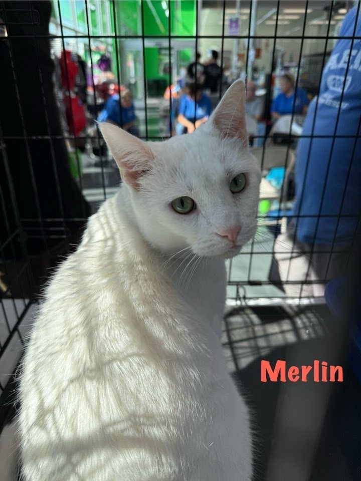 Merlin