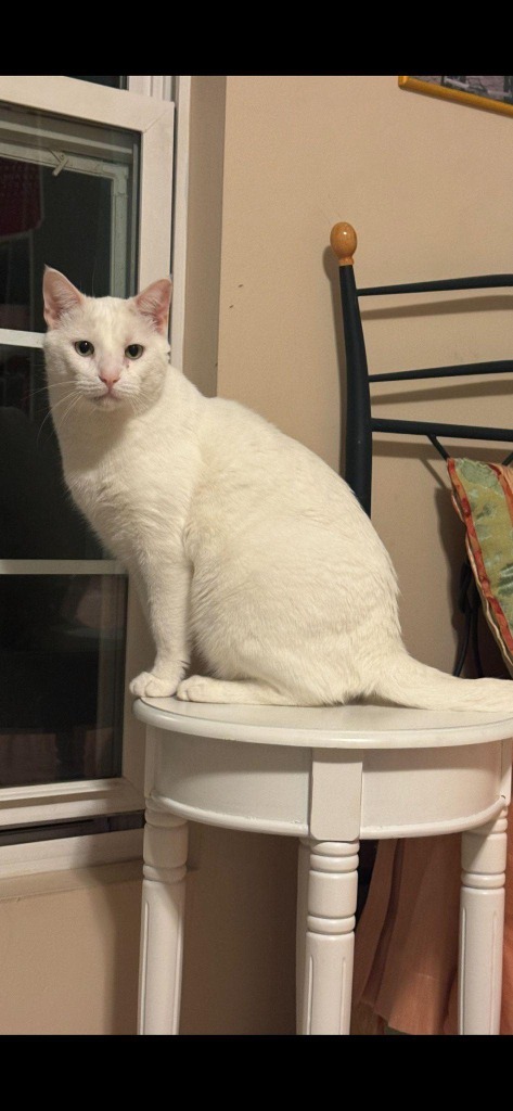 Merlin
