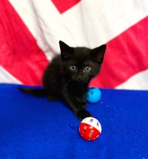 Liberty, Baby Female Domestic Short Hair