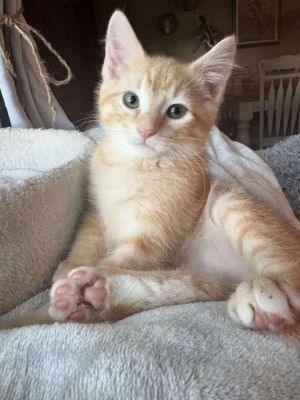Gingie Smalls, Baby Male Domestic Short Hair