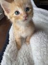 Gingie Smalls photo 2