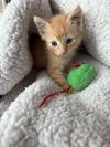 Gingie Smalls photo 3