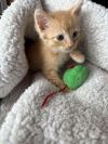 Gingie Smalls photo 4