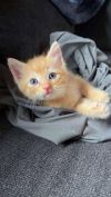 Gingie Smalls photo 5
