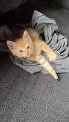 Gingie Smalls photo 6