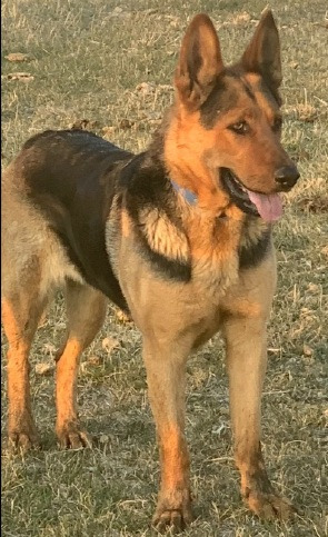 Breeha, an adoptable German Shepherd Dog in Thompson Falls, MT, 59873 | Photo Image 1