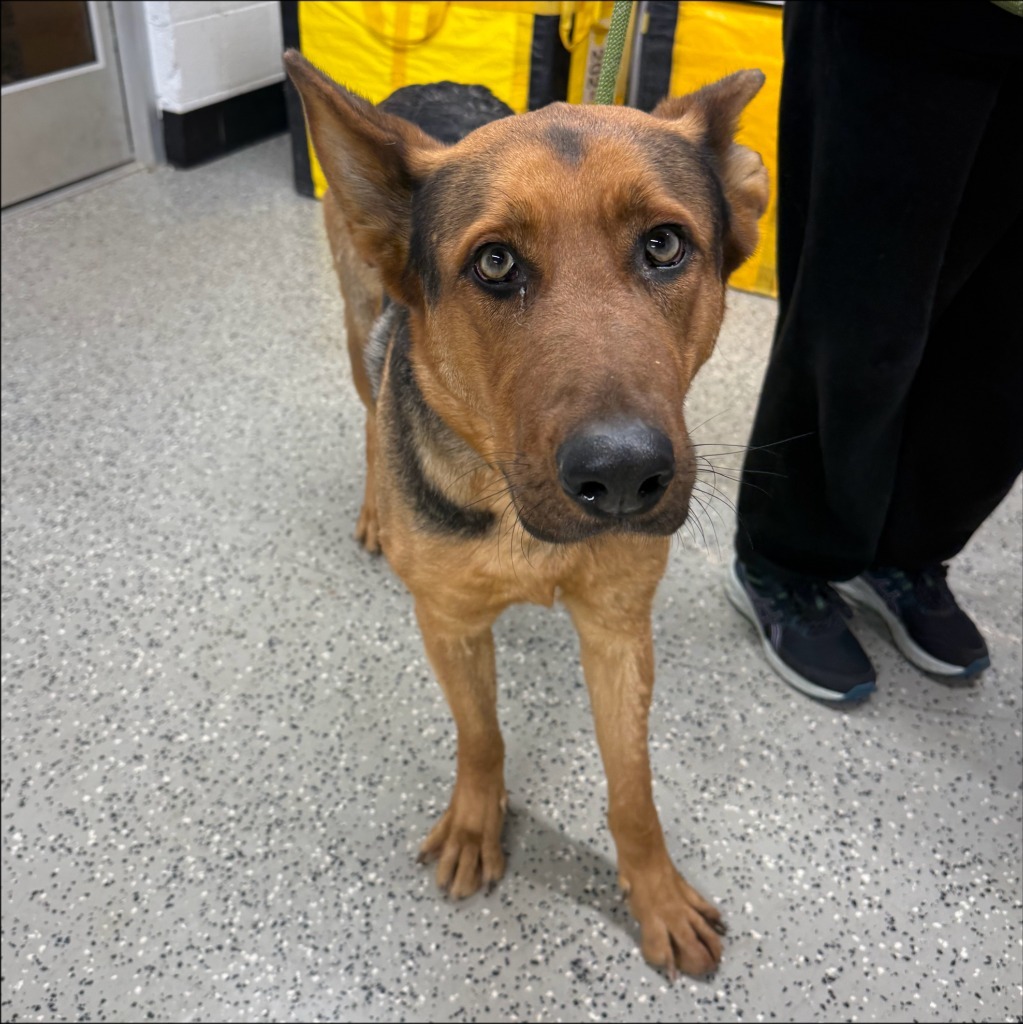 Breeha, an adoptable German Shepherd Dog in Thompson Falls, MT, 59873 | Photo Image 2