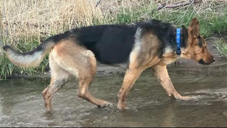 Breeha, an adoptable German Shepherd Dog in Thompson Falls, MT, 59873 | Photo Image 3