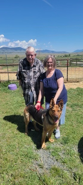 Breeha, an adoptable German Shepherd Dog in Thompson Falls, MT, 59873 | Photo Image 4