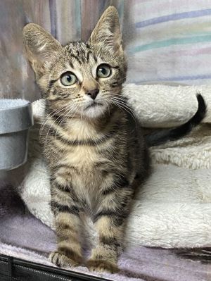 Nani, Baby Female Tabby