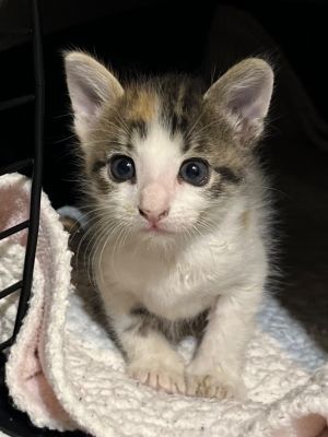 Tilley, Baby Female Domestic Short Hair