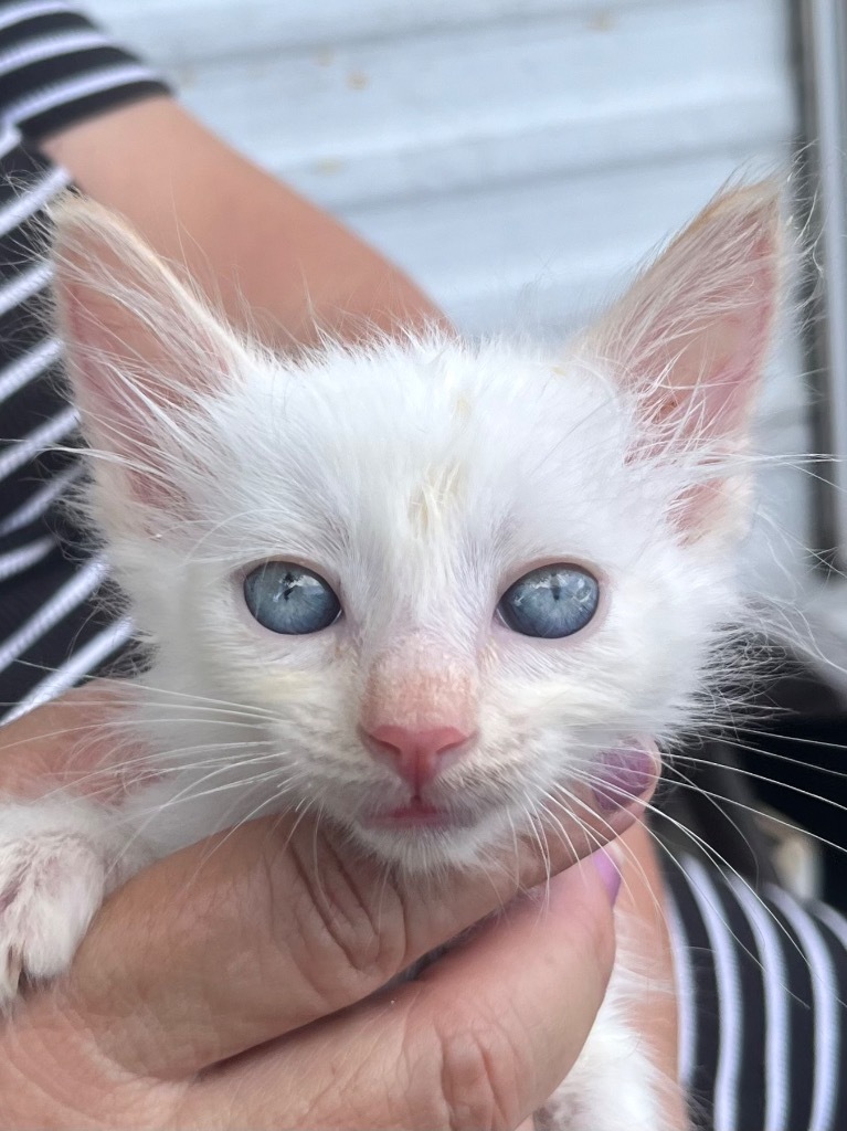 Talley, an adoptable Ragdoll in New Braunfels, TX, 78130 | Photo Image 1
