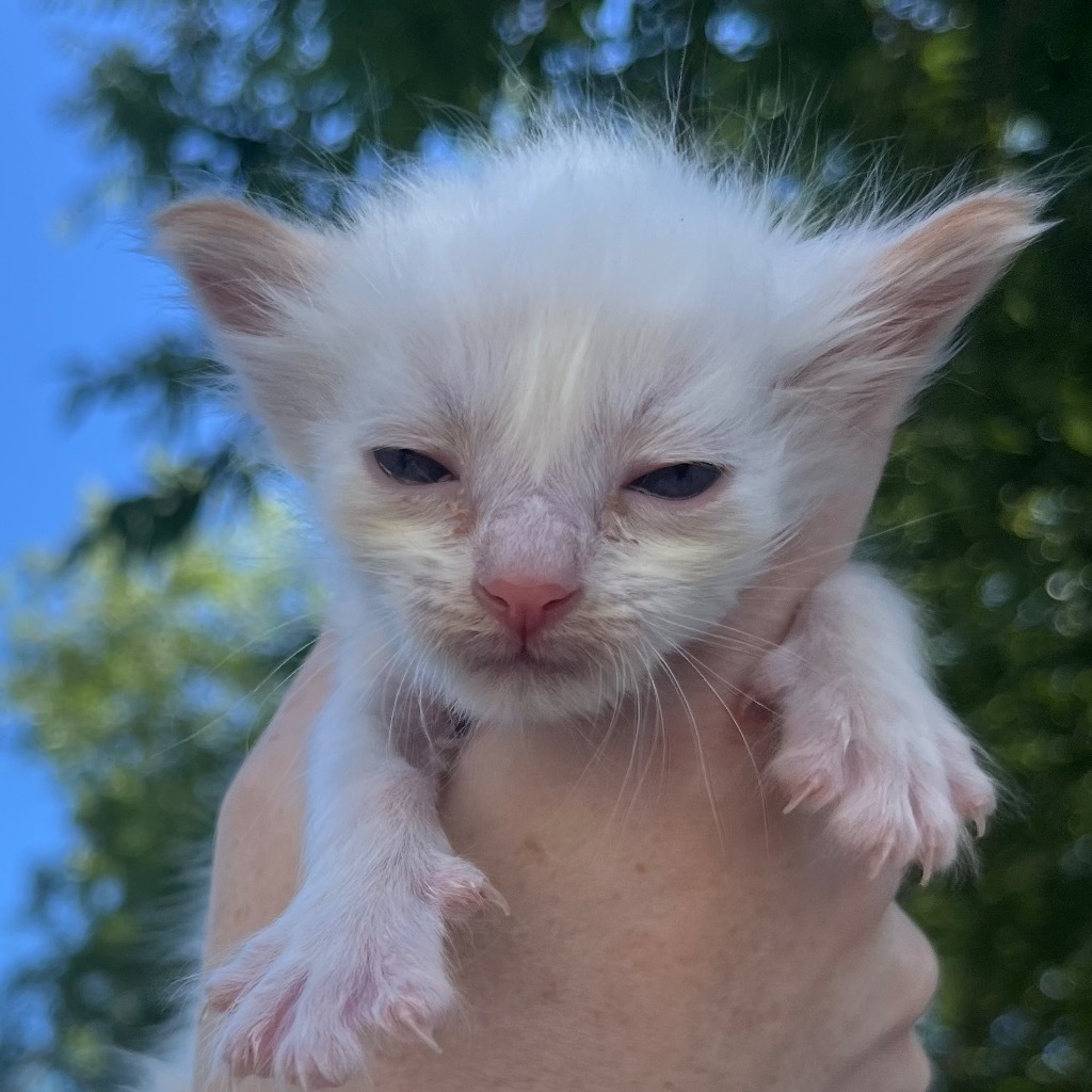 Talley, an adoptable Ragdoll in New Braunfels, TX, 78130 | Photo Image 2
