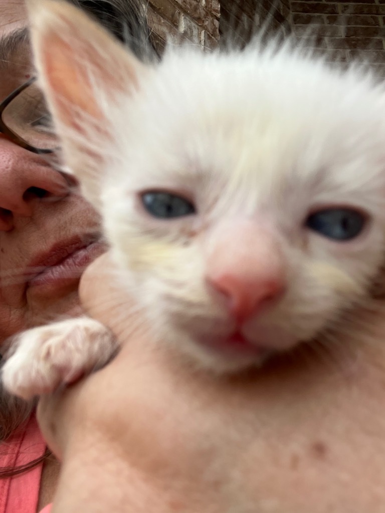 Talley, an adoptable Ragdoll in New Braunfels, TX, 78130 | Photo Image 3