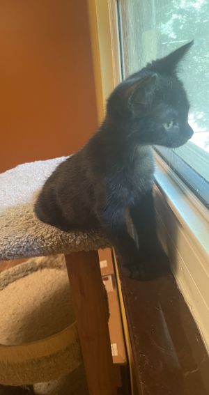 Snickers Boy, Baby Male Domestic Short Hair