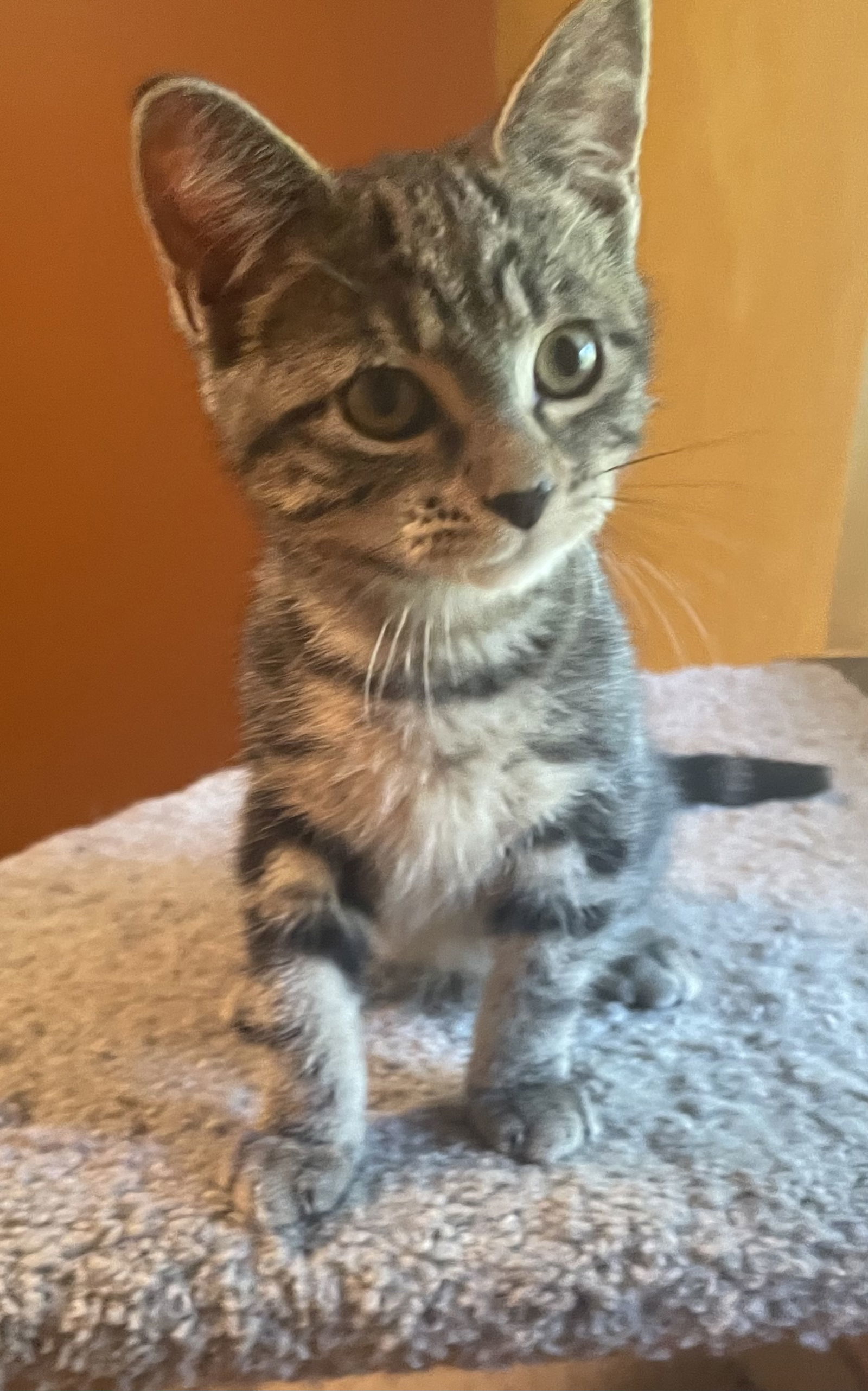 Kit