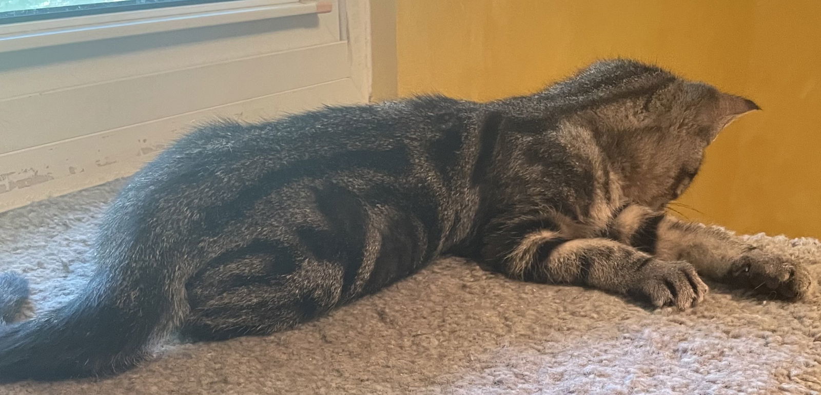 Kit