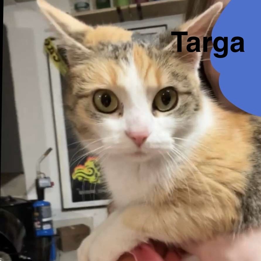 Targa
