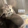 Miranda photo 2