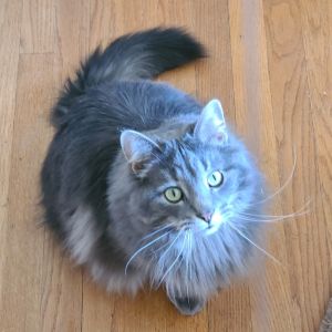 Cinders, Adult Male Domestic Long Hair