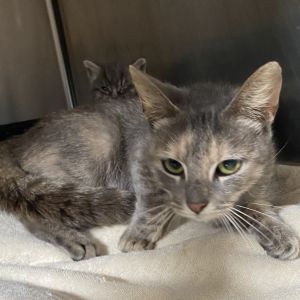 Margo (COH-A-64223), Adult Female Domestic Medium Hair