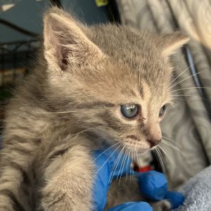 Bitty (COH-A-63869), Baby Male Domestic Short Hair