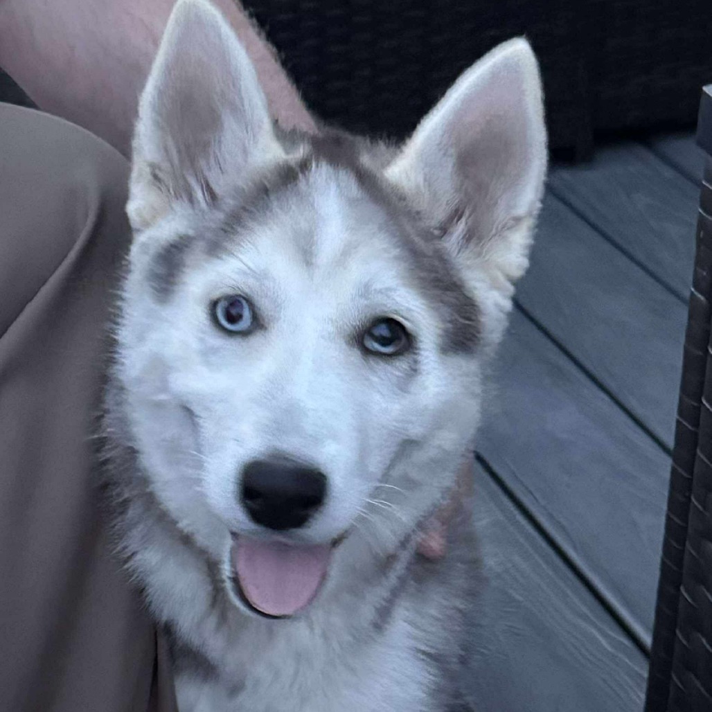 Nala, an adoptable Husky in Bismarck, ND, 58507 | Photo Image 1