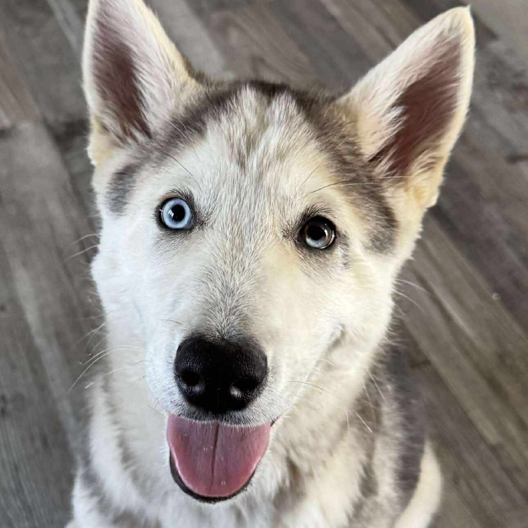 Nala, an adoptable Husky in Bismarck, ND, 58507 | Photo Image 2