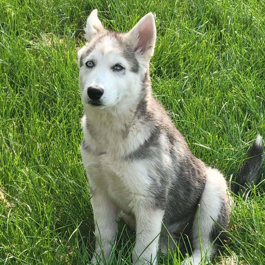 Nala, an adoptable Husky in Bismarck, ND, 58507 | Photo Image 3